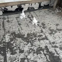 کبوتر|پرنده|تبریز, |دیوار