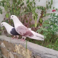 کبوتر|پرنده|اصفهان, قائمیه|دیوار