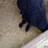 بره نر