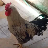 خروس چهل تاج محلی