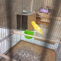 قناری نر خوب|پرنده|اسلام‌شهر, شهرک امام حسین (میان آباد)|دیوار