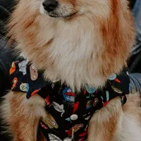 سگ پامر روباهی نر|سگ|رشت, کوی مهر|دیوار