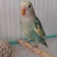 فروشی طوطی برزیلی کوتوله