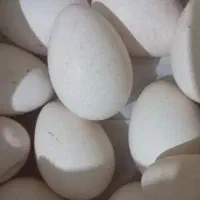 تخم مرغ