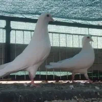 سفید آلمانی