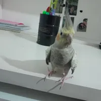 عروس هلندی نر گل باقالی سخنگو|پرنده|قدس, |دیوار