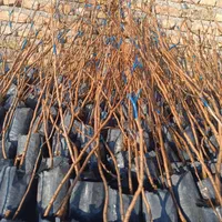 نهال های گلدانی پسته گردو انار توت|خدمات باغبانی و درختکاری|شیراز, آبیاری|دیوار