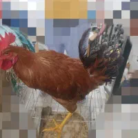 خروس جوان گلین