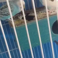 مرغ عشق|پرنده|ایلام, |دیوار