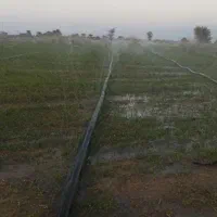 بذر یونجه
