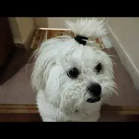 فروش سگ|سگ|کرج, عظیمیه|دیوار