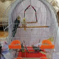 یک جفت عروس هلندی بالغ