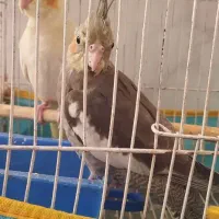 عروس هلندی