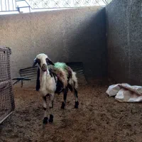 بره قوچ پلنگی پوست گاوی|حیوانات مزرعه|بروجرد, |دیوار