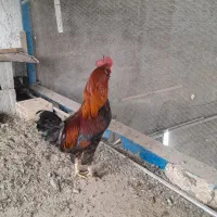 خروس مرندی ۸ماه