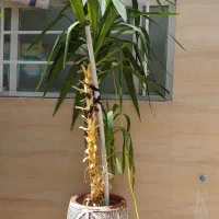 تعدادی گل و گلدون