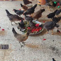 مرغ وخروس عربی|حیوانات مزرعه|اهواز, کوی مهدیس|دیوار