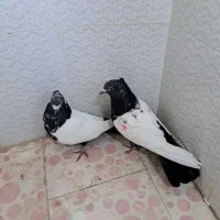 کبوتر|پرنده|اصفهان, ملکشهر|دیوار