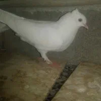 کبوتر سفید|پرنده|میناب, |دیوار