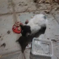 بچه گربه