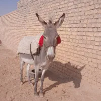 خر الاغ گله ای گوسفند|حیوانات مزرعه|برخوار, |دیوار