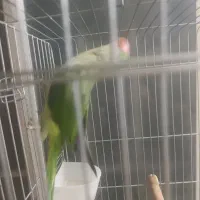 شاه طوطی جوجه نر