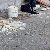 سک ماده قره قیز|سگ|بستان آباد, |دیوار