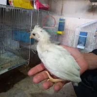 جوجه کاکلی لهستانی ۱ماهه