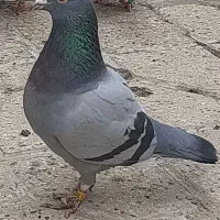 کبوتر پلاکی ،مسافتی