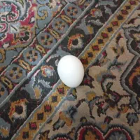 سرکتاب رفع نظر