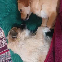 سگ گمشده|حیوانات|اصفهان, بهرامآباد|دیوار