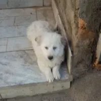 سگ پاکوتاه|سگ|نیشابور, طالقانی|دیوار