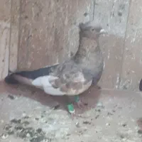 شهری سرور گوهک معاوضه|پرنده|مرودشت, ثبت احوال|دیوار