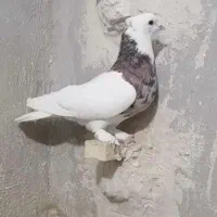 کفتر طوقی سینیی|پرنده|شاهین دژ, |دیوار