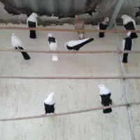 کود کفتر|گل و گیاه طبیعی|قم, قلعه عموحسین|دیوار