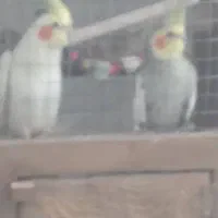 عروس هلندی جفت