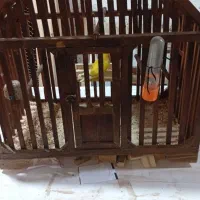 کوتوله برزیلی همراه با قفس معاوزه با جفت پرنده