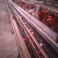 مرغ تخمگذار نژاد گلپایگانی|حیوانات مزرعه|فلاورجان, |دیوار