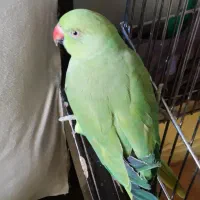 طوطی ملنگو|پرنده|اصفهان, ارداجی|دیوار