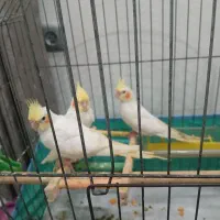 طوطی عروس|پرنده|رشت, رشتیان|دیوار