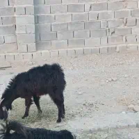 فروش گوسفند محلی|حیوانات مزرعه|رودخانه, |دیوار