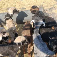 کهره بره شیری