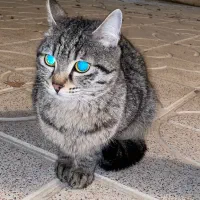 واگذاری گربه|گربه|ارومیه, |دیوار