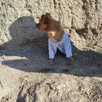 سگ پا کوتاه نژاد روباهی دست آموز زبان می‌فهمه