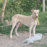 سگ سرابی گمشده