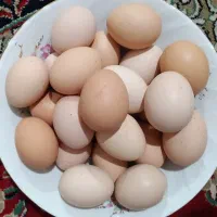 تخم مرغ محلی