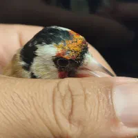 سهره سر سیاه پایزه|پرنده|شیراز, نیایش|دیوار