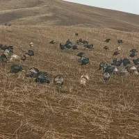 بوقلمو‌اصل‌طبیعی|حیوانات مزرعه|اردبیل, |دیوار