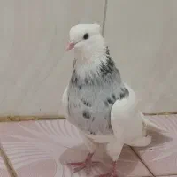 کبوتر طوقی الماسی|پرنده|آبپخش, |دیوار