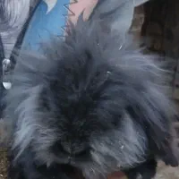 خرگوش عروسکی